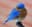 Bird Lovers